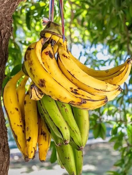 PLANTAIN(MEDIUM)